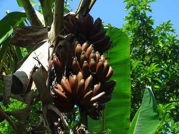 Low angle view of flowering plant against sky