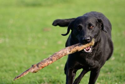 Close-up of labrador playing fetch