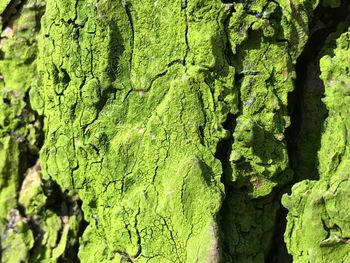 Close-up of tree