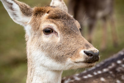 Close-up of deer