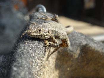 Close-up of lizard on rock