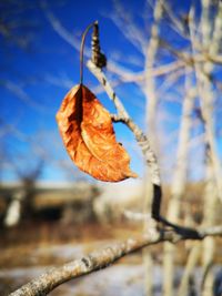 Close-up of dry leaf on tree