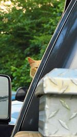 View of dog on car window