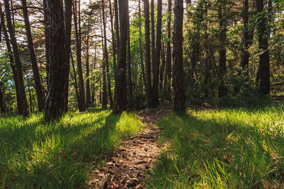 Trees growing in forest