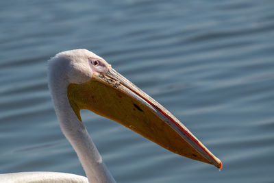 Close-up of pelican swimming in lake