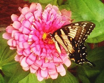 Close-up of butterfly pollinating on pink flower