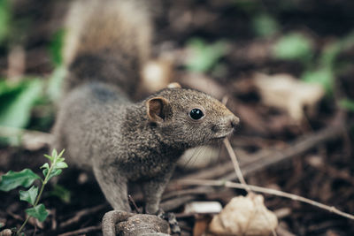 Close-up of squirrel on field