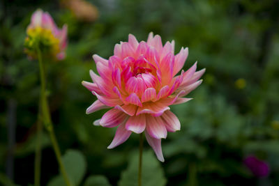 Close-up of pink flower blooming outdoors
