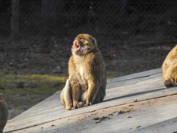 Monkey sitting on wood