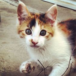 Portrait of cat