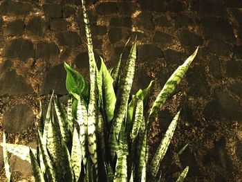 Close-up of plants in water