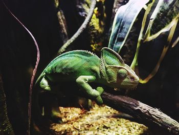 Close-up of lizard