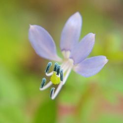 Close-up of flower