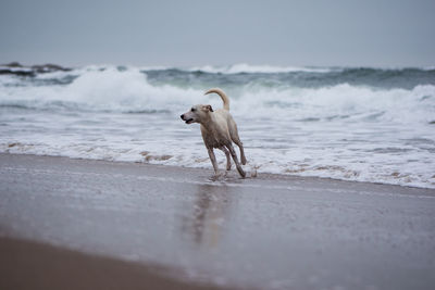 Dog on beach