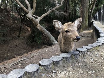 High angle view of deer in forest