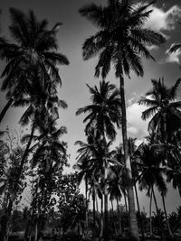 Low angle view of palm trees against sky