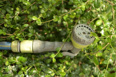 Close-up of plants