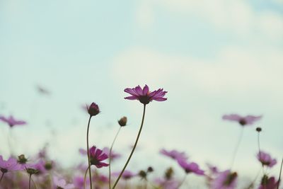 Close-up of pink cosmos flowers against blurred background