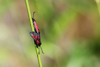 Close-up of insect on leaf