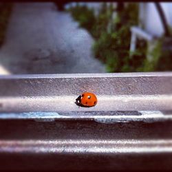 Close-up of ladybug