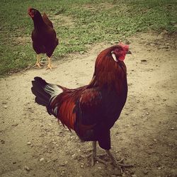 Rooster on field