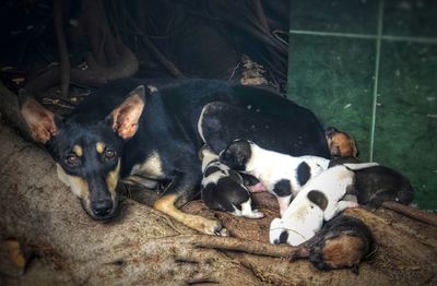 High angle view of puppy resting