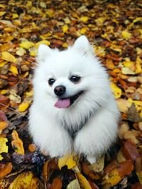 White cute dog