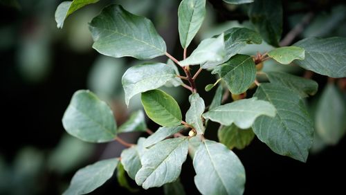 Close-up of green leaves