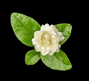 Close-up of water drops on plant against black background