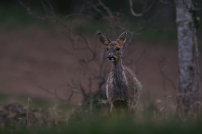 Deer standing on field