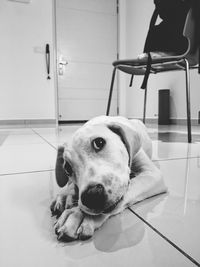 Low section of dog relaxing on floor