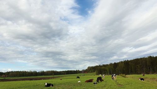 Scenic view of field against sky