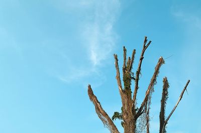 Low angle view of bare tree against blue sky