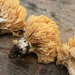 High angle view of mushrooms on table