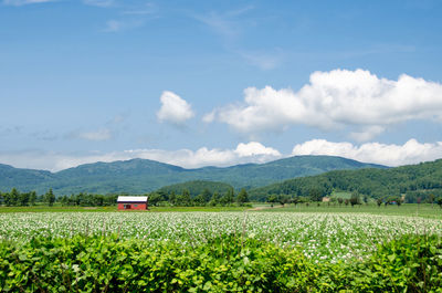 Scenic view of field against sky