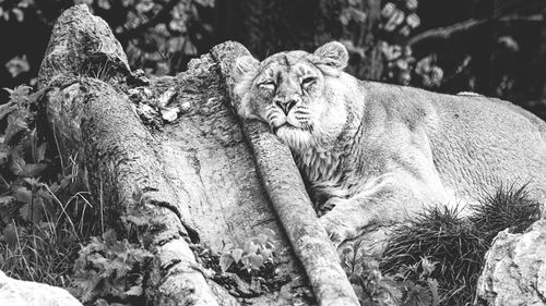 Close-up of lioness