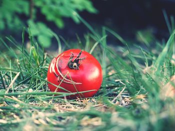 Close-up of red berries on field