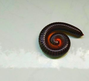 High angle view of shell on white background