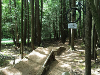 Footpath amidst trees in forest