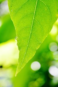 Close-up of green leaves