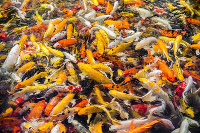 High angle view of koi carps swimming in pond