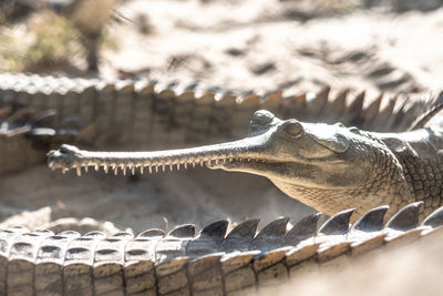 Close-up of crocodile in water