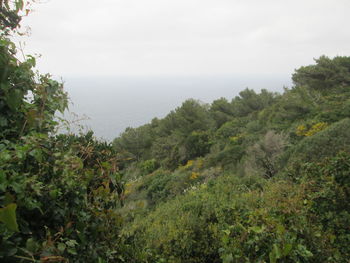 Scenic view of forest against sky