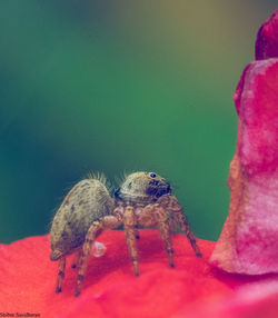 Close-up of insect