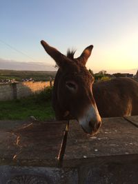 Close-up of horse against sky at sunset