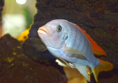 Close-up of fish underwater