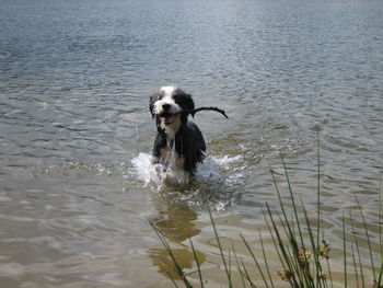 Dog swimming in lake