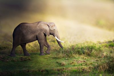 Side view of elephant on field