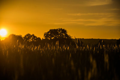 Silhouette plants growing on field against sky during sunset