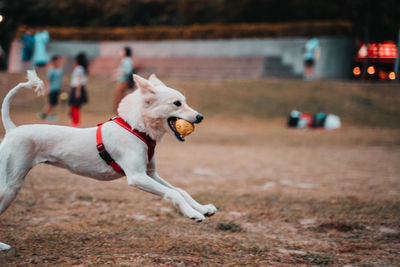 Dog looking away